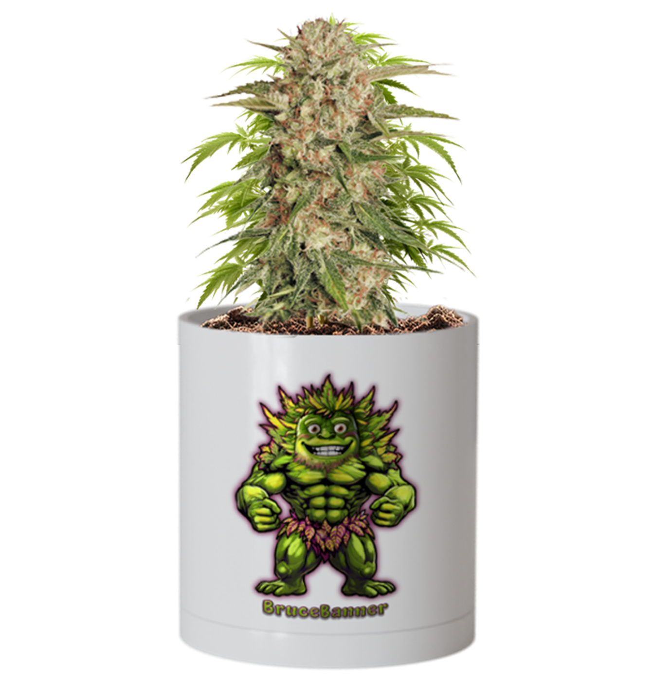 CheebaPet Planter Kit - BruceBanner