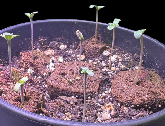 Germinating with CheebaPods