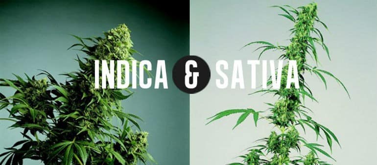 Indica vs Sativa