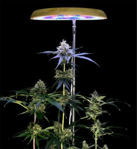 CheebaPet Halo Grow Light Bamboo - 82 LEDs Full Spectrum Adjustable Height 10" - 59"